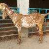 Beetal Goat for Sale