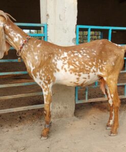 Beetal Goat for Sale