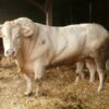 Charolais Cattle For Sale