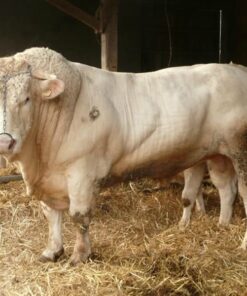 Charolais Cattle For Sale
