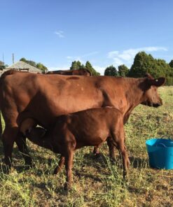 Red Poll Cattle for Sale