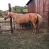 quarter horses for sale