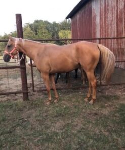 quarter horses for sale