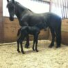 friesian horse for sale​