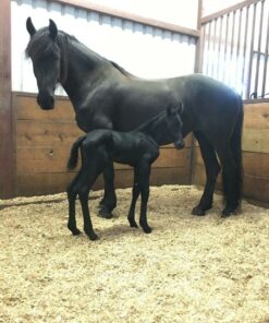 friesian horse for sale​