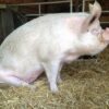 Pigs For Sale