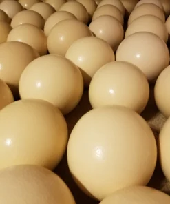 ostrich eggs for sale