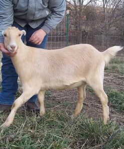 LaMancha Goats for Sale