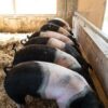 Hampshire Pigs for Sale