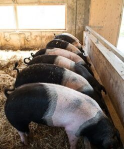 Hampshire Pigs for Sale