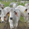 Brahman cattle for Sale