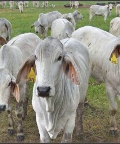 Brahman cattle for Sale
