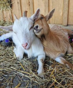 Nigerian Dwarf Goats for Sale