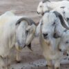 Savanna Goats for Sale
