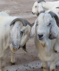 Savanna Goats for Sale