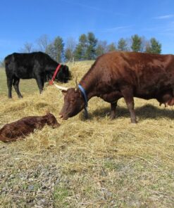 Devon Cattle for Sale