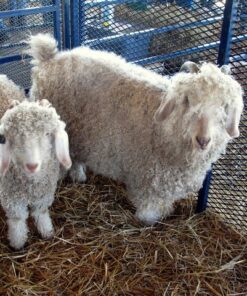 Healthy Angora goat for sale - Kid