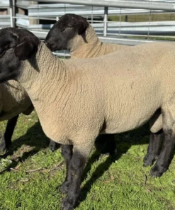Suffolk Sheep For Sale