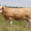Simmental Cattle for Sale
