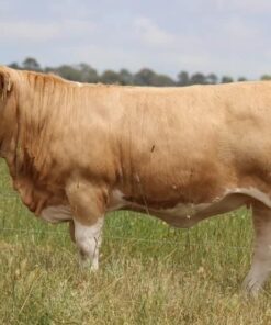 Simmental Cattle for Sale