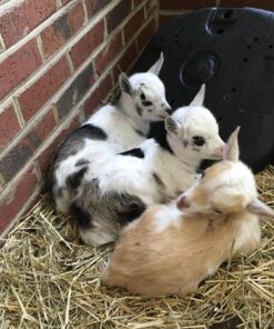 Nigerian Dwarf Goats for Sale - Kid