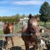 thoroughbred horses for sale