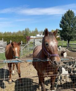 thoroughbred horses for sale