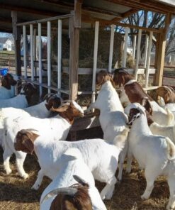 Boer Goats for Sale