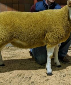 texel sheep for sale