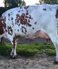 Ayrshire Cows for Sale