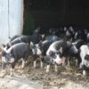 Berkshire Pigs for Sale