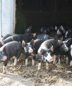 Berkshire Pigs for Sale