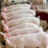 Landrace Pig for Sale