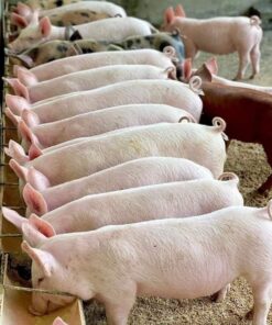 Landrace Pig for Sale
