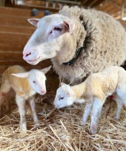 East Friesian Sheep for Sale