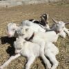 Saanen Goats for Sale