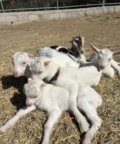 Saanen Goats for Sale