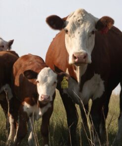 Hereford Cattle for Sale