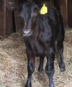 Angus Calves for Sale