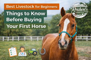 Things to Know Before Buying Your First Horse