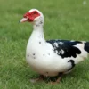 ducks for sale