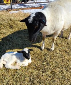 dorper sheep for sale