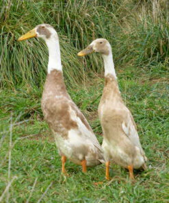 Indian runner ducks for sale