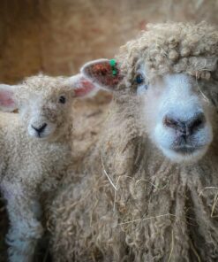 Lincoln Sheep for Sale