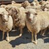 merino sheep for sale