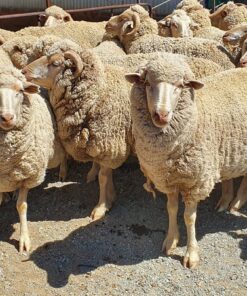 merino sheep for sale