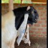Damascus Goats for Sale