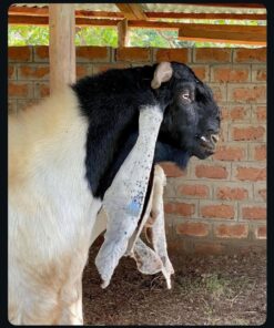 Damascus Goats for Sale