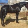 andalusian horse for sale