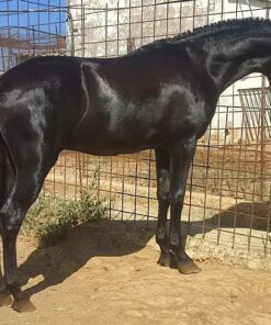 andalusian horse for sale